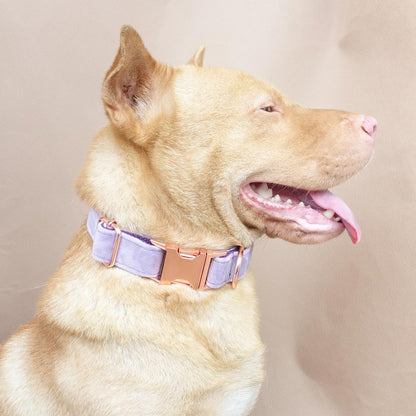 PETDURO Personalized Dog Collar Lavender Soft Velvet for Large Medium Small Boy Girl Dogs - Custom Collar with Name Phone Engraved on Rose Gold Metal Buckle - Add Leash Bow Set via Customize Now