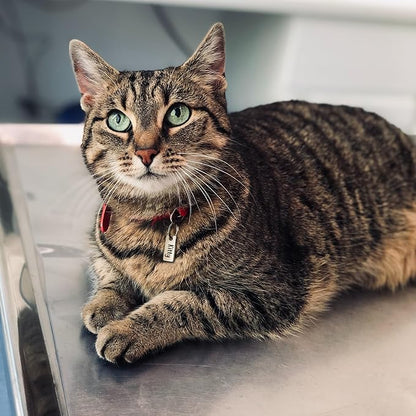 Anavia Small Size Dog Cat ID Tags, Small/XS Personalized Color Plated Stainless Steel Puppy Kitten Name Tags, Customized Engraved Nameplate Pet Collar Tag (Silver, XS-Rectangle)