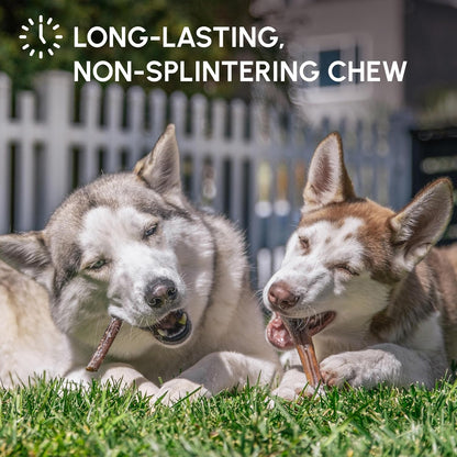 Downtown Pet Supply Bully Sticks for Dogs - Natural 6 Inch Beef Chews, Odor-Free & Rawhide-Free, Long Lasting Dog Treats for Aggressive Chewers - Healthy, Safe & Delicious Chews Dogs Love (18 Pack)