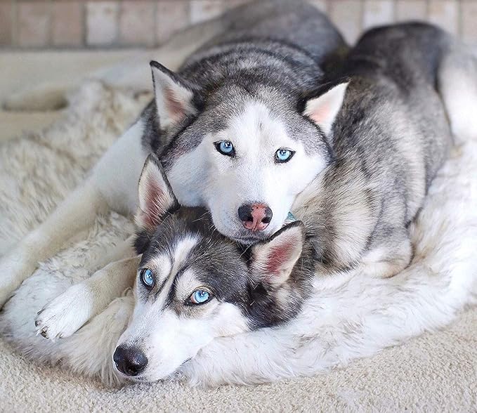 PAW BRANDS PupRug Orthopedic Dog Bed for Large Dogs with Fluffy Soft Faux Fur and Memory Foam for Joint Pain Relief, Machine Washable and Waterproof Couch Bed, White, Extra Large