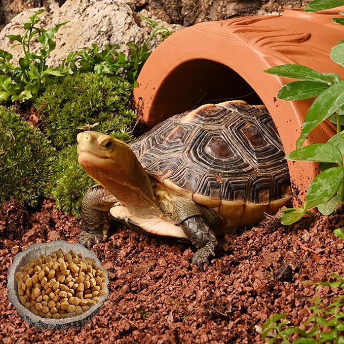 Small Reptile Food Dish 2 Packs Reptile Feeding Food Bowl Novelty Foods Bowl Lizard Reptile Water Bowls Dish Gecko Lizard Spider Scorpion Chameleon