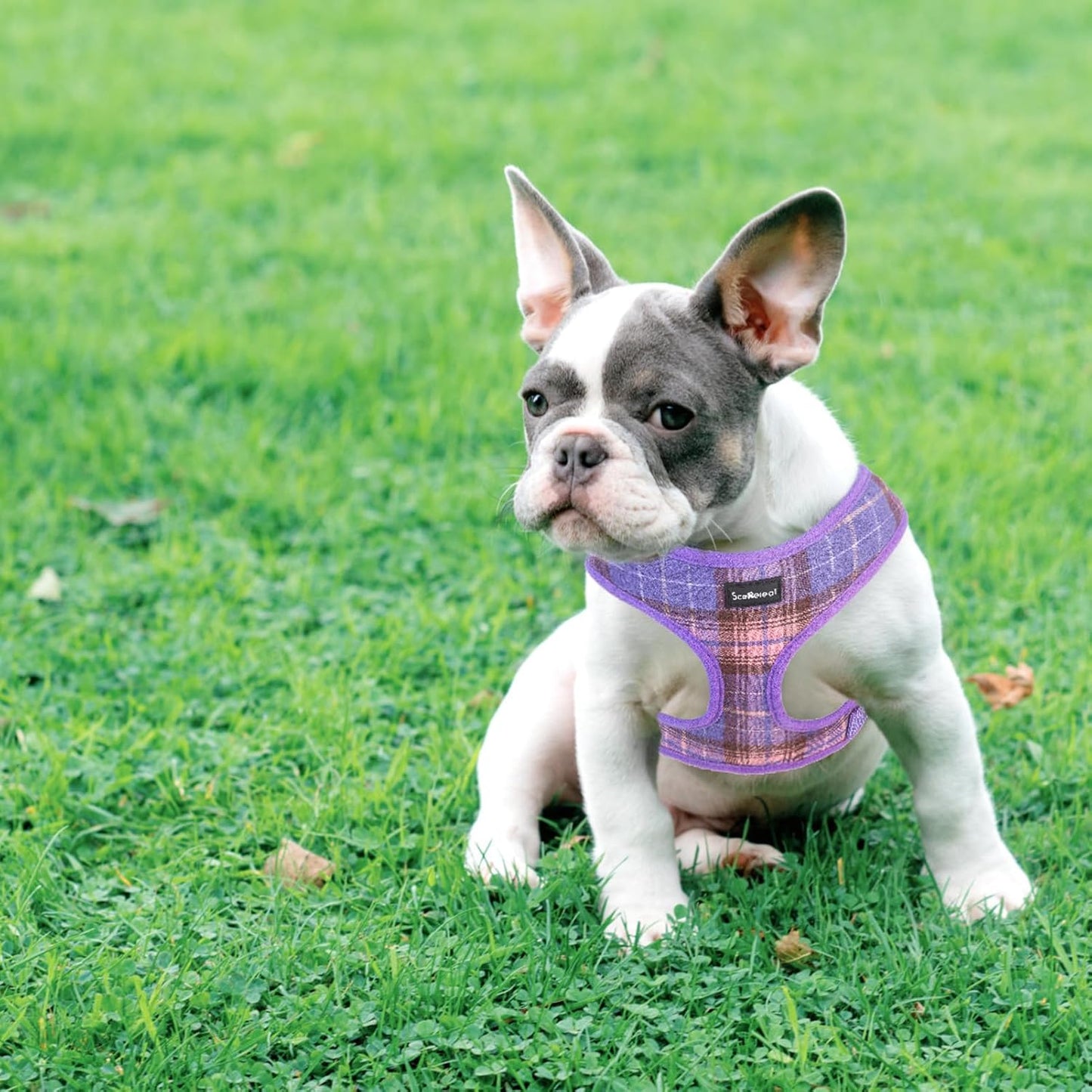 SCENEREAL Puppy Dog Harness with Leash Set for Small Medium Sized Dogs, Soft Mesh Step in Pet Harnesses and Leash, No Chock Plaid Adjustable No Pull Vest for Dogs Cats, Chihuahua,Bulldog (Purple XS)