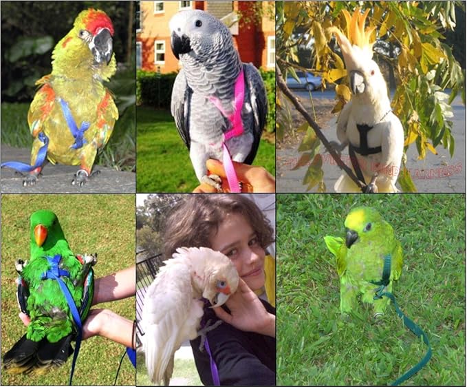 The AVIATOR Pet Bird Harness Medium Red