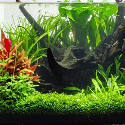 Ultum Nature Systems Driftwood - Mopani Wood - Natural Aquarium Hardscape for Planted Tank Aquascaping - Fish, Crab, Reptile, Bird, Paludarium Enclosure Structure, Terrarium Decor - LRG 3Pc, 17-22"