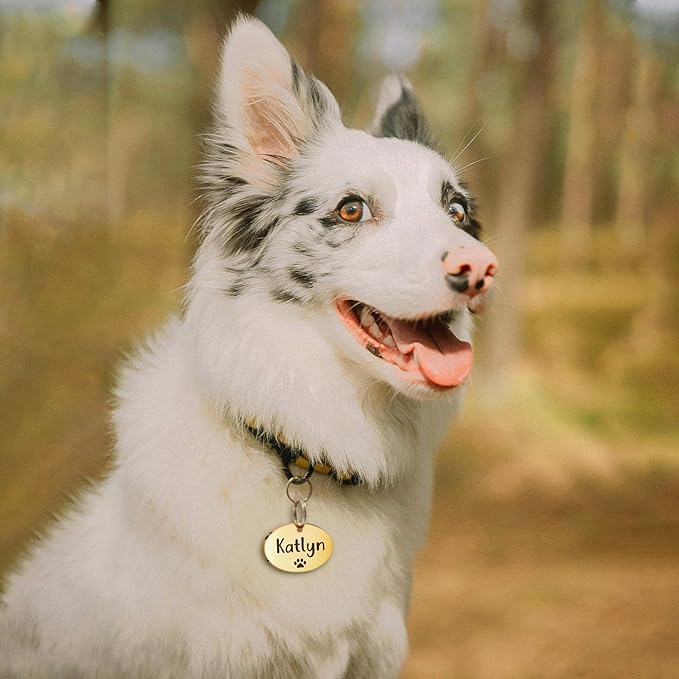 Anavia Small Size Dog Cat ID Tags, Small/XS Personalized Color Plated Stainless Steel Puppy Kitten Name Tags, Customized Engraved Nameplate Pet Collar Tag (Silver, Oval)