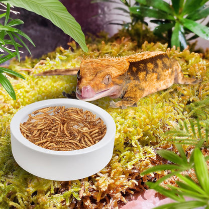 Tfwadmx 4 Pack Reptile Food Bowl, Mini Ceramic Water Feeder Bowl, Reptile Worm Feeding Dish for Lizard Turtle Bearded Dragon Anoles Crested Gecko Hermit Crab Leopard Gecko Chameleon Corn Snake