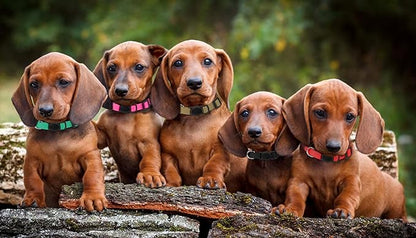 20 Pack Puppy Collars,Puppy Collars for Small Puppies Safety Buckle Soft Nylon Newborn Whelping Litter Collars(M)