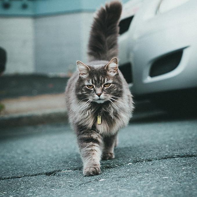 Anavia Small Size Dog Cat ID Tags, Small/XS Personalized Color Plated Stainless Steel Puppy Kitten Name Tags, Customized Engraved Nameplate Pet Collar Tag (Black, XS-Rectangle)