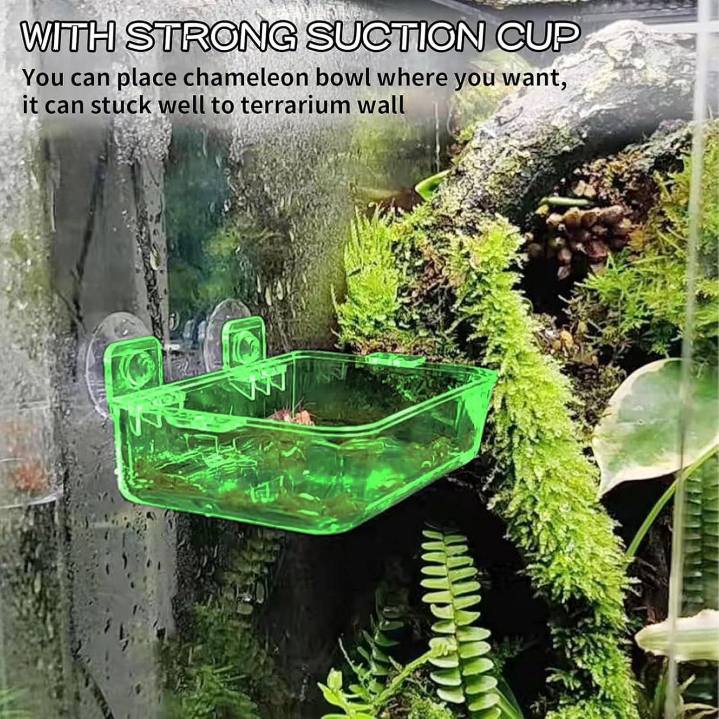 Tfwadmx 2 Pcs Reptile Feeder Chameleon Bowl Water Dish with Suction Cup Gecko Worm Feeder Anti-Escape Chameleon Supplies Accessories for Iguana Lizard Bearded Dragon Snakes （Green,L）
