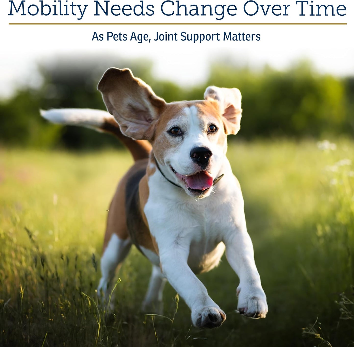 Rx Vitamins MegaFlex - Glucosamine Sulfate with MSM - Cat & Dog Hip and Joint Supplement - Contains Vitamin C and Sea Cucumber - Supports Joint Health and Flexibility - 600g