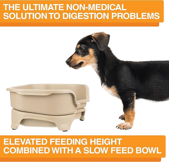 Neater Feeder Express Mess Proof Dog Bowls Elevated for Small Breed – Made in USA – No Spill Raised Slow Feeder Elevated Dog Bowl Stand, Stainless Steel Food and Water Bowl Set, Almond
