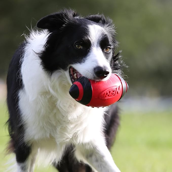 Nerf Dog Rubber Football Dog Toy with Interactive Squeaker, Lightweight, Durable and Water Resistant, 7 Inch Diameter for Medium/Large Breeds, Single Unit, Red