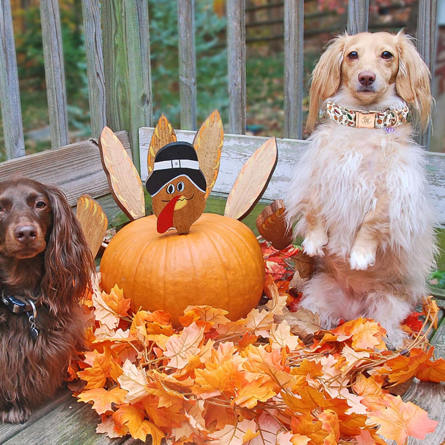 Elegant little tail Thanksgiving Dog Collar, Fall Turkey Print Pet Collar Durable Dog Collars Male or Female Holiday Pet Gift Adjustable Dog Collar for Large Dogs