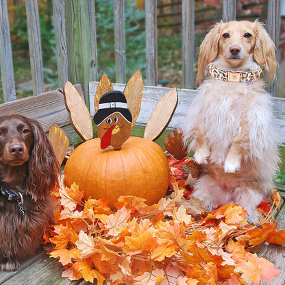 Elegant little tail Thanksgiving Dog Collar, Fall Turkey Print Pet Collar Durable Dog Collars Male or Female Holiday Pet Gift Adjustable Dog Collar for Medium Dogs