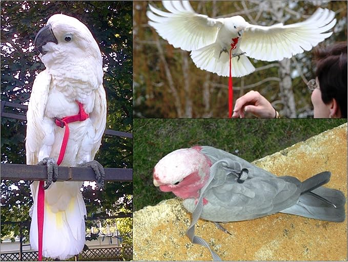 The AVIATOR Pet Bird Harness Medium Red