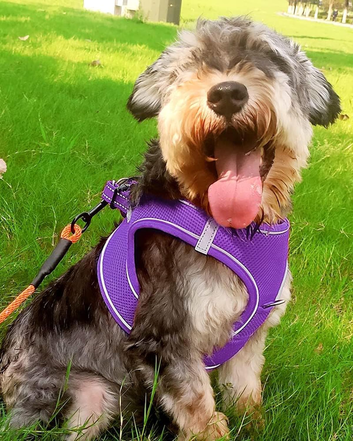 Joytale Small Dog Harness, Breathable Mesh Step-in Vest, Reflective Soft Padded Harnesses for Small and Medium Dogs, Purple, L