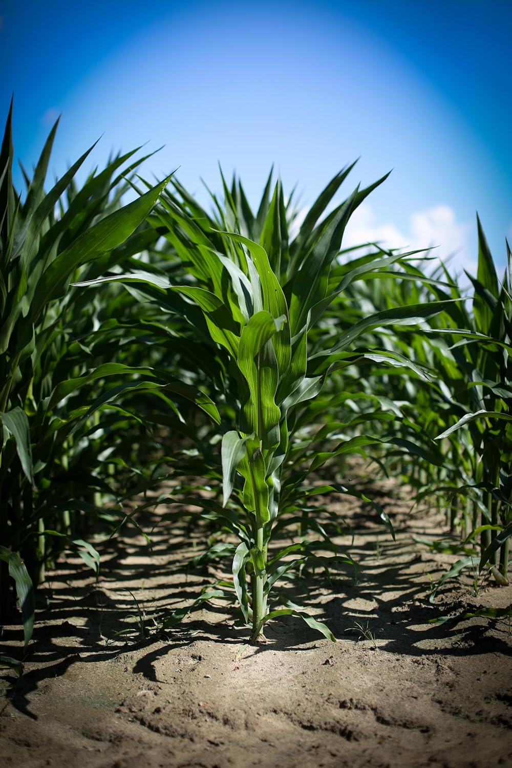 Single A Corn©️: Premium Dried and Shelled Whole Kernel Corn 21 lbs - Perfect Feed for Birds, Deer, and Other Wildlife- This Season's Corn!
