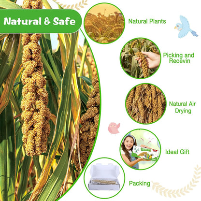 Millet for Birds 1.2LB, Natural Sun-Dried Spray Seed No Stems Only Edible Tops for Parakeet, Budgies, Finches, Cockatiels, Parrots, Lovebird, Hamster and Other Pets Treat