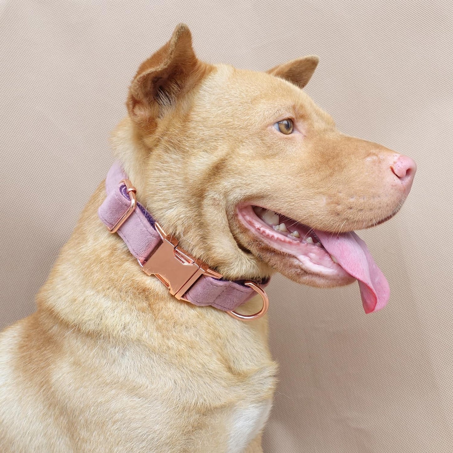 PETDURO Personalized Dog Collar Pink Purple Soft Velvet for Large Medium Small Boy Girl Dogs - Custom Collar with Name Phone Engraved on Rose Gold Metal Buckle - Add Leash Bow Set via Customize Now