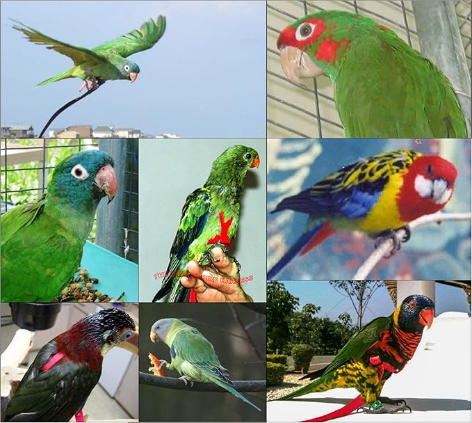 The AVIATOR Pet Bird Harness and Leash: X-Small Green