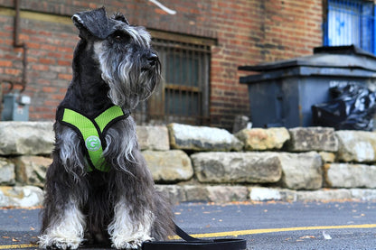 Gooby Comfort X Head in Harness - Green, Small - No Pull Dog Harness with Patented Choke-Free X Frame for Small to Medium Dogs Indoor/Outdoor Use