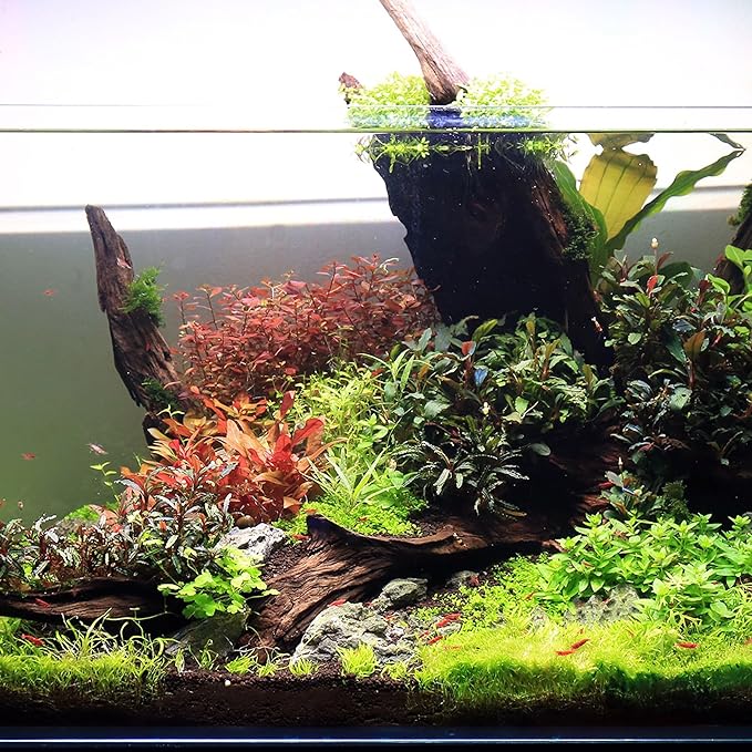 Ultum Nature Systems Driftwood - Malaysian Drift Wood for Fish Tank, Planted Tank, Terriarium, Paludarium - Versatile Natural Driftwood Decor, Events Wood Centerpiece - Malaysian, S 8-12", 5 Pack