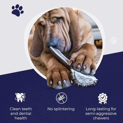 Devil Dog Pet Co. Split Elk Antlers for Dogs, Small 4"+, 2 Pack, Grade A Long Lasting Chew for Aggressive Chewers, Premium USA Naturally Shed Antler – Healthy, No Odor, Durable Dog Chew