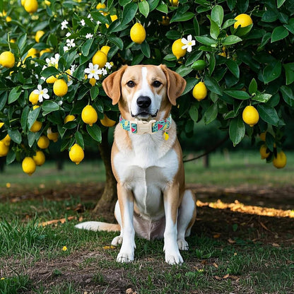DOGWONG Summer Dog Collar, Summer Lemon Watermelon Dog Collars, Adjustable Cute Boy Pet Collars Girl Design Dog Collar for Small Medium Large Dogs