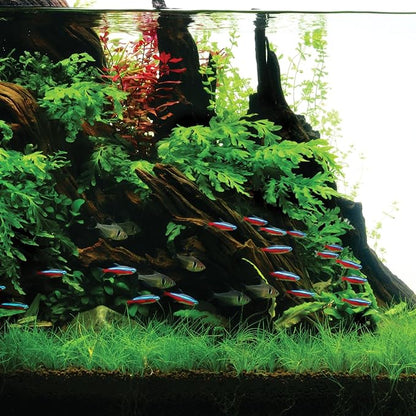 Ultum Nature Systems Driftwood - Mopani Wood - Natural Aquarium Hardscape for Planted Tank Aquascaping - Fish, Crab, Reptile, Bird, Paludarium Enclosure Structure, Terrarium Decor - LRG 1Pc, 17-22"