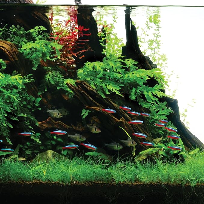 Ultum Nature Systems Driftwood - Mopani Wood - Natural Aquarium Hardscape for Planted Tank Aquascaping - Fish, Crab, Reptile, Bird, Paludarium Enclosure Structure, Terrarium Decor - SM 5Pc, 7-12"