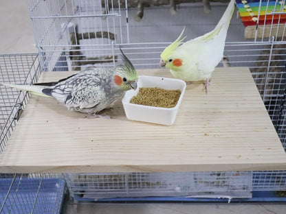 21.7 × 13.8 Inches Large Bird Perch Stand Platform, Natural Wooden Small Animals Cage Accessories, Rectangle Stand Perch Shelf for Parrot Parakeet Cockatiel Rat Hamster Guinea Pig Conure Chinchillas