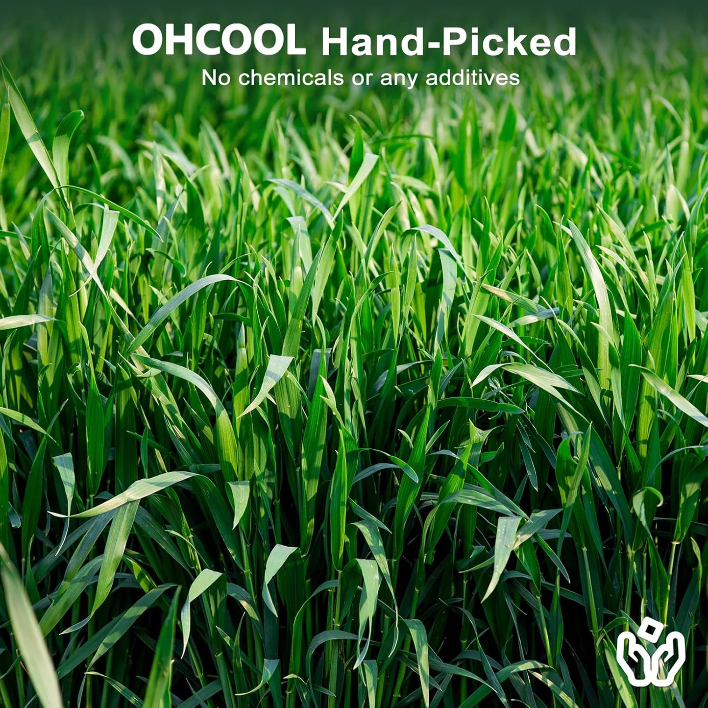 Premium Oat Hay for Pets - Dust Free Natural Green Fresh Pet Food Hay for Rabbits, Guinea Pigs, Chinchillas, Hamsters & Gerbils - 6.6 lbs