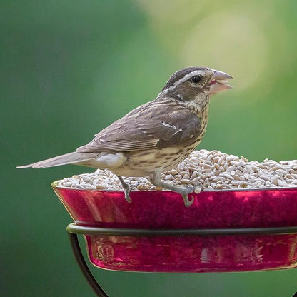 Audubon Park Sunflower Hearts Wild Bird Seed for Outside Feeders, 15-lb. Bag