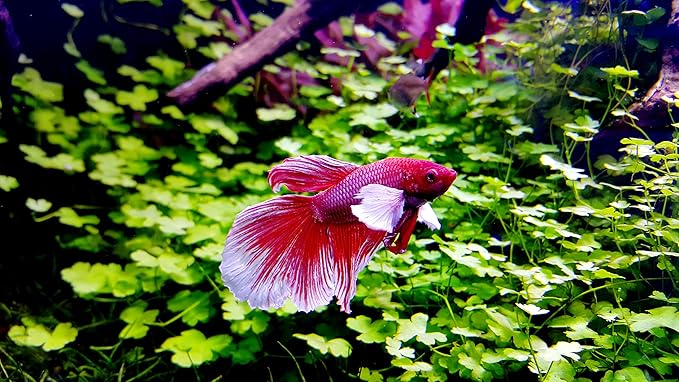 Betta Water Conditioner Treats 660 Gallons - Concentrated Betta Fish Water Conditioner Neutralizes Chlorine and Ammonia (4.2 Oz-125 ml)