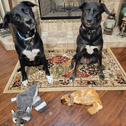 Best Pet Supplies Squeaky Dog Toys with Soft Durable Fabric for Small, Medium and Large Pets Interactive Toy for Indoor Play, Supports Active Biting and Play - Raccoon, Small