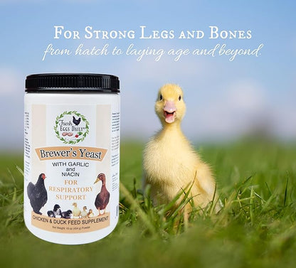 Fresh Eggs Daily Brewers Yeast Powder with Garlic & Niacin for Chicken & Duck Backyard Flocks - Suitable for Young Chicks & Ducklings - Supports Healthy Bone Development, Digestion & Immunity - 1lb