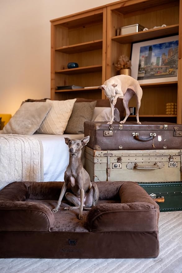 NOAH & PAW Large Dog Bed, 35x25x11 Inch, Orthopedic Dog Beds, Eggshell Memory Foam Infused with Cooling Gel, Inner Cover, Waterproof, Machine Washable (Velvet Sofa Collection)