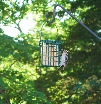 ST. ALBANS BAY SUET PLUS Suet Cake Variety Packs | 11 oz. Wild Bird Suet Cakes | (Peanut and Berry, 10 Pack)