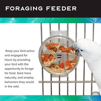 Paradise Toys Bird Creative Foraging System Wheel, Spins with Food Inside, 6” Diameter
