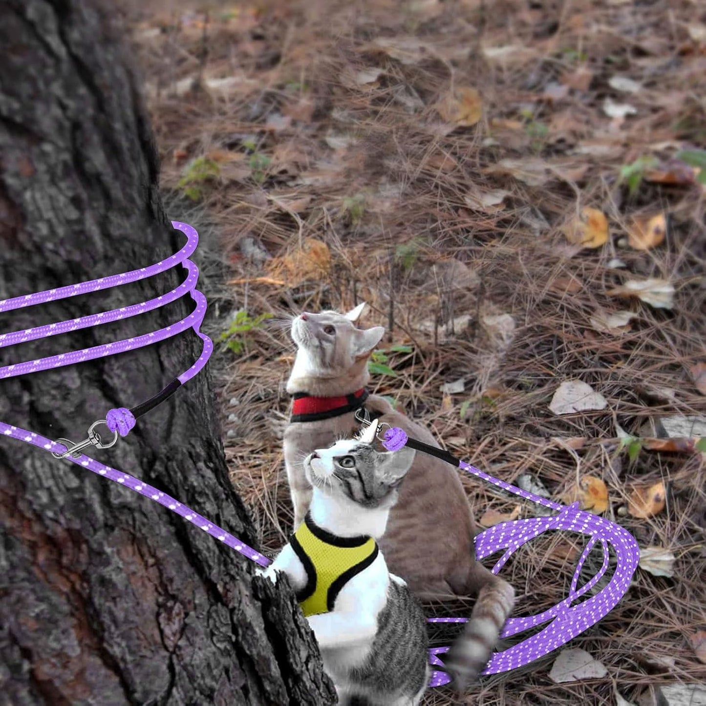 Rypet Reflective Cat Long Leash - 30 FT Escape Proof Walking Leads Yard Long Leash Durable Safe Personalized Extender Leashes Traning Play Outdoor for Kitten, Puppy, Rabbit and Small Animals(Purple-M)