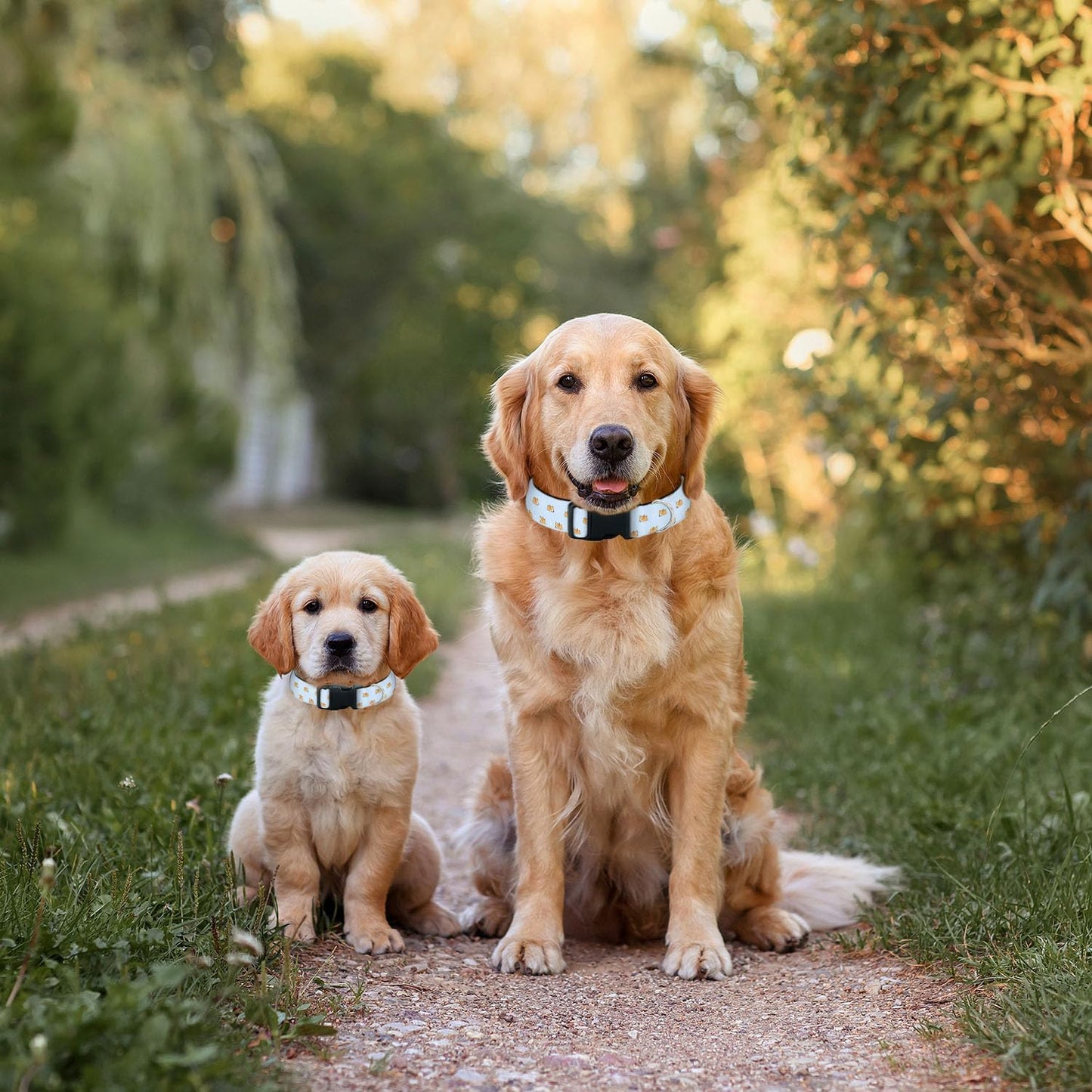 Brown Corgi Dog Bone Blue Dog Collar Pet Neck Strap for Small Medium Large Dogs Soft Adjustable Buckle