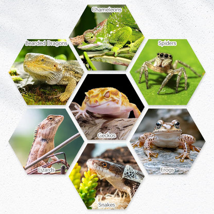 Tfwadmx 2 Pack Reptile Food Bowl, Ceramic Water Feeder Bowl, Reptile Worm Feeding Dish for Lizard Turtle Bearded Dragon Anoles Crested Gecko Hermit Crab Leopard Gecko Chameleon Corn Snake