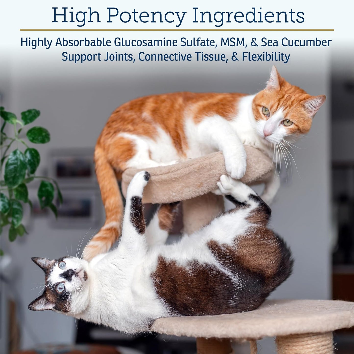 Rx Vitamins MegaFlex - Glucosamine Sulfate with MSM - Cat & Dog Hip and Joint Supplement - Contains Vitamin C and Sea Cucumber - Supports Joint Health and Flexibility - 600g