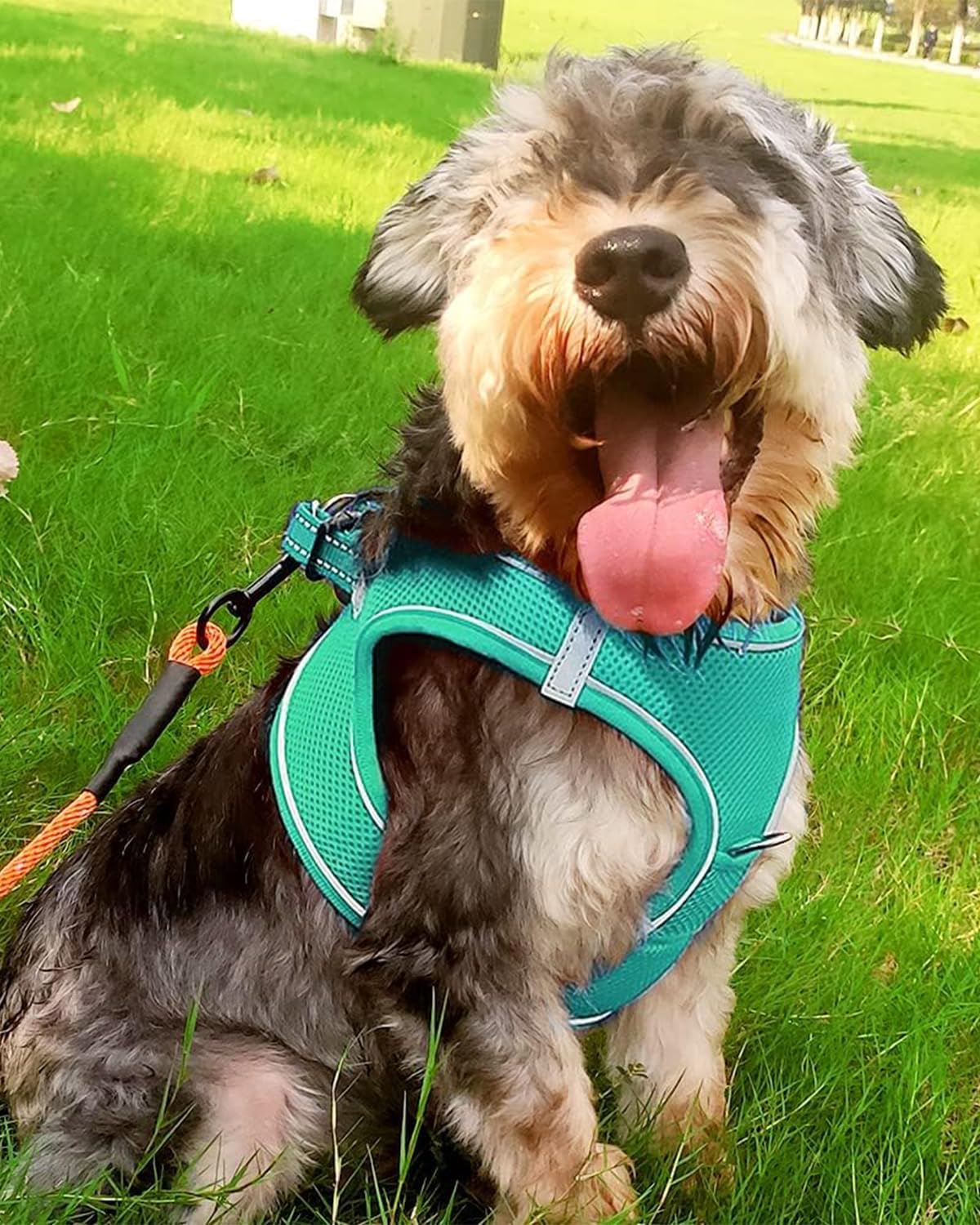 Joytale Small Dog Harness, Breathable Mesh Step-in Vest, Reflective Soft Padded Harnesses for Small and Medium Dogs, Teal, L
