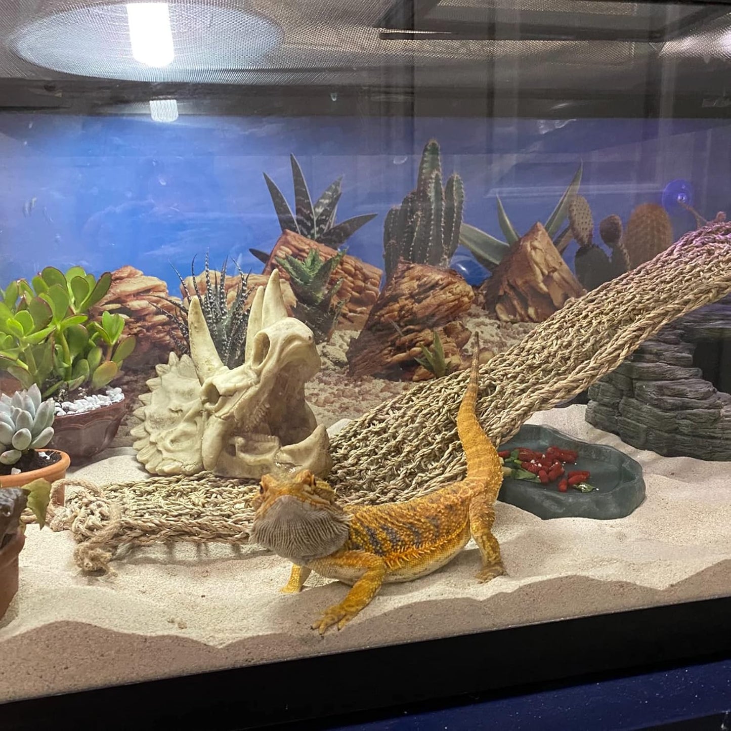 PINVNBY Reptile Dinosaur Skull Decor,Bearded Dragon Tank Accessories,Reptiles Resin Triceratops Skull Cave Lizard Hammock Amphibians Habitat Hideouts Decorations for Lizards Spider Gecko Chameleon