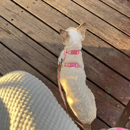 azuza Cat Harness and Leash Set for Safe Walking and Travel, Escape Proof Cat Harness, Lightweight Soft and Comfortable, Adjustable Kitten Harness for Small Medium Large Cats, Pink Camo