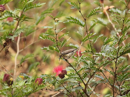 Birdseed Cylinders with Hole - Bird Seed for Outside Wild Birds (Small Cylinder, Bandit Buster 6pc)