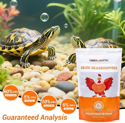 Freeze Dried Grasshoppers - High Protein Reptile & Bird Food, 1lb Resealable Bag for Bearded Dragons, Lizards, Hedgehogs | Natural, No Additives