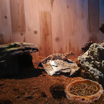 3 Pack Small Reptile Food and Water Bowls, Reptile Feeding Terrarium Bowls for Bearded Dragon Lizard Frog Gecko Tortoise Hermit Crab Snail (Orange B)