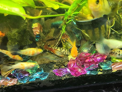 Aquatic Foods Inc. Calcium Enriched Sinking Food Disks for Shrimp, Snails, Crabs, Crayfish, Hermit Crabs, Plecos, Catfish, Bottom Fish, All Tropical Fish. 25 Small & 25 Medium Discs Jar